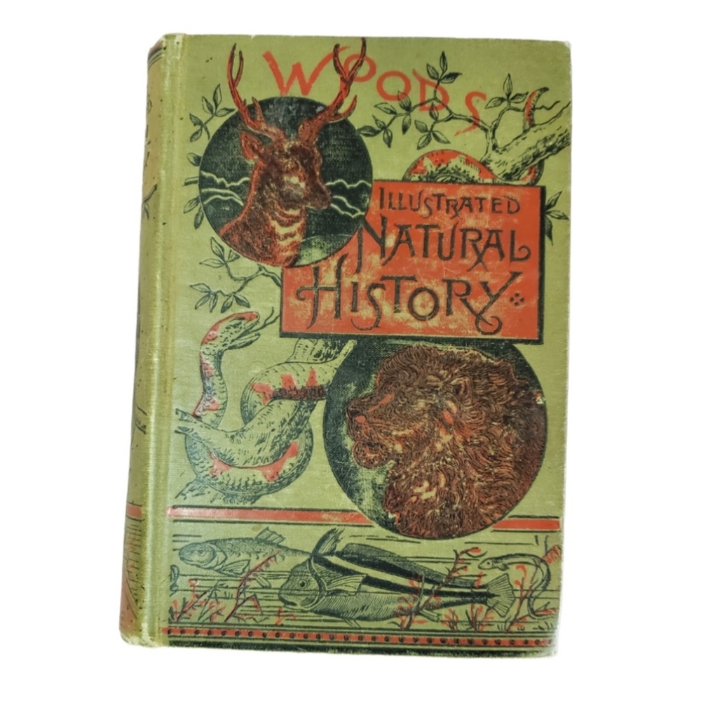 Woods Illustrated Natural History 1886